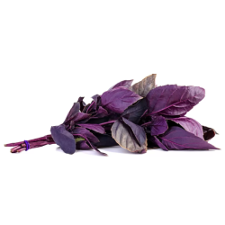 MANJERICAO ROXO - MACO DOMESTICO