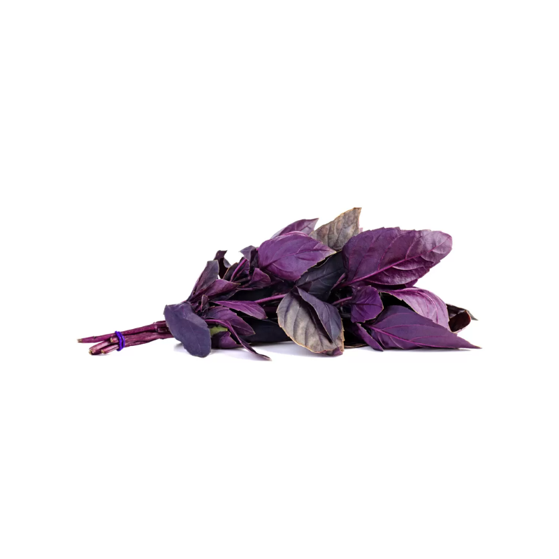 MANJERICAO ROXO - MACO DOMESTICO