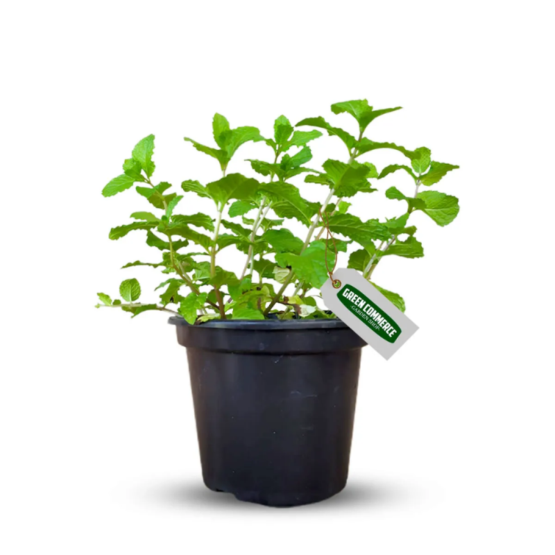 HORTELA - VASO