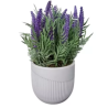 LAVANDA - VASO
