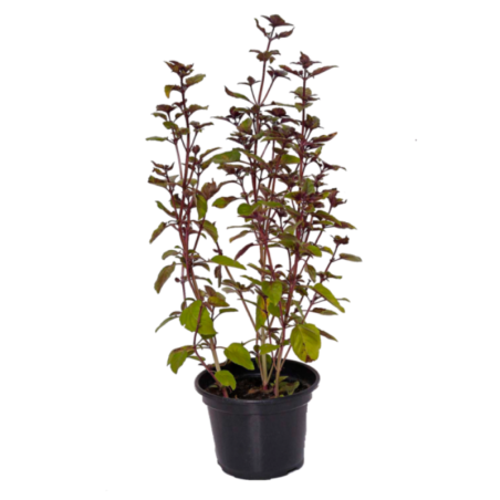 MANJERICAO ROXO - VASO