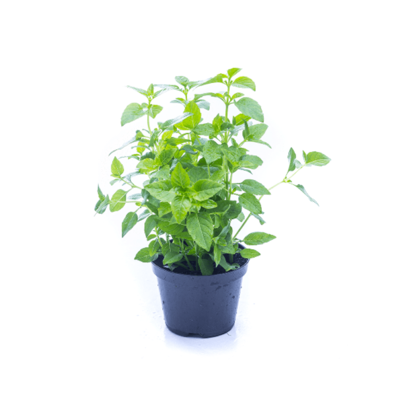 MANJERICAO VERDE - VASO
