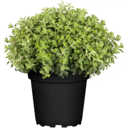 OREGANO - VASO
