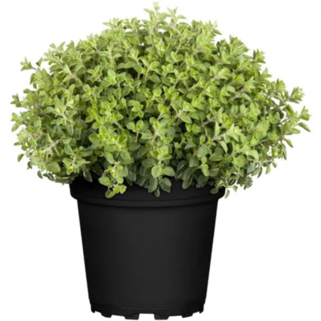 OREGANO - VASO