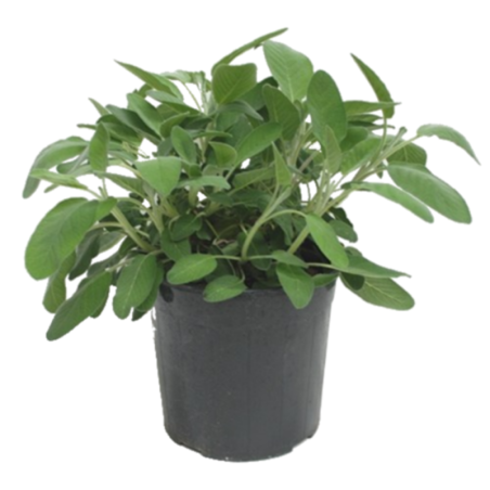 SALVIA - VASO