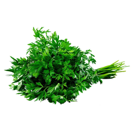 SALSA - MACO DOMESTICO