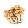 COGUMELO SHIMEJI BRANCO - BANDEJA 200G