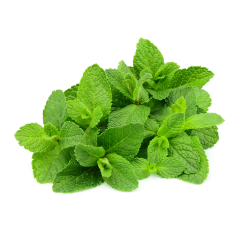 HORTELA - MACO DOMESTICO